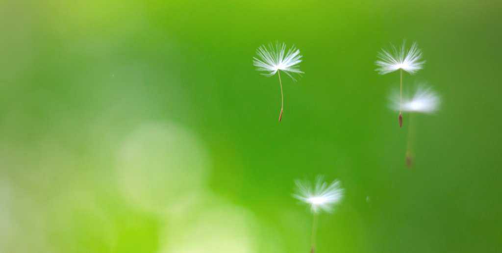 Seasonal allergy: all tips you need to know to beat it!
